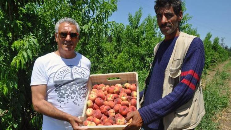 Amik Ovasında üreticiler, çekirdekli meyvecilikte erkencilik avantajını kullanmak istiyor