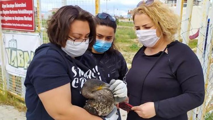 Kanadı kırık karabatak tedaviye alındı