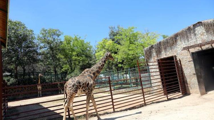 Gaziantep Hayvanat Bahçesi, ziyaretçilerini ağırlamaya başladı