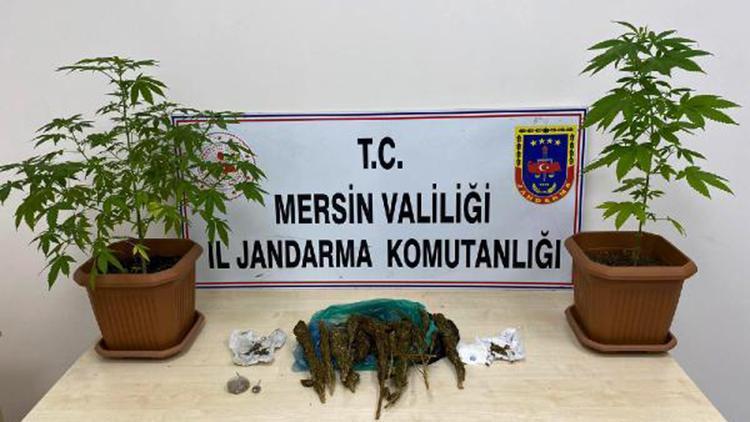 Banyoda saksı içinde kenevir yetiştirmişler