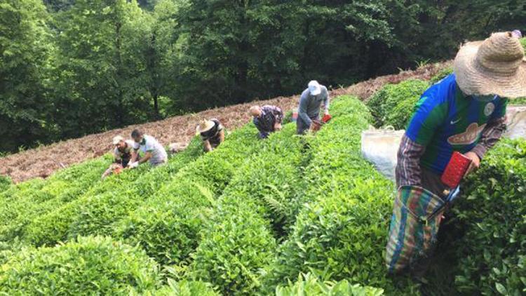 Koronavirüse yakalanan üreticinin çayını komşuları topladı