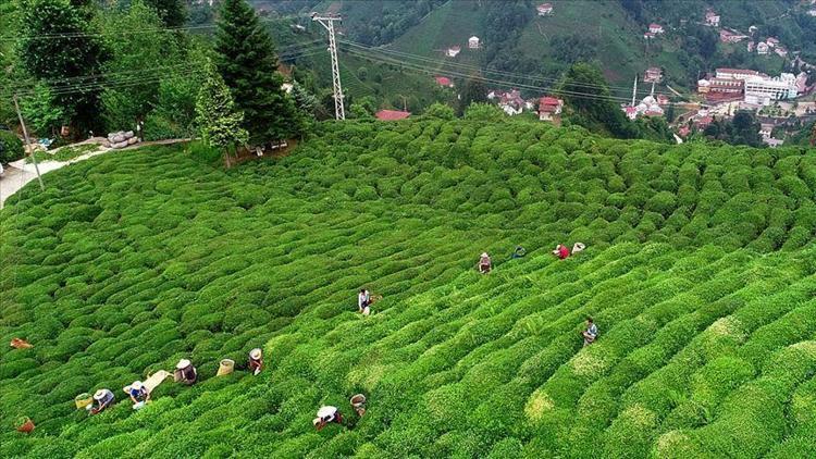 Rizeden yapılan 4 aylık çay ihracatı yüzde 159 arttı