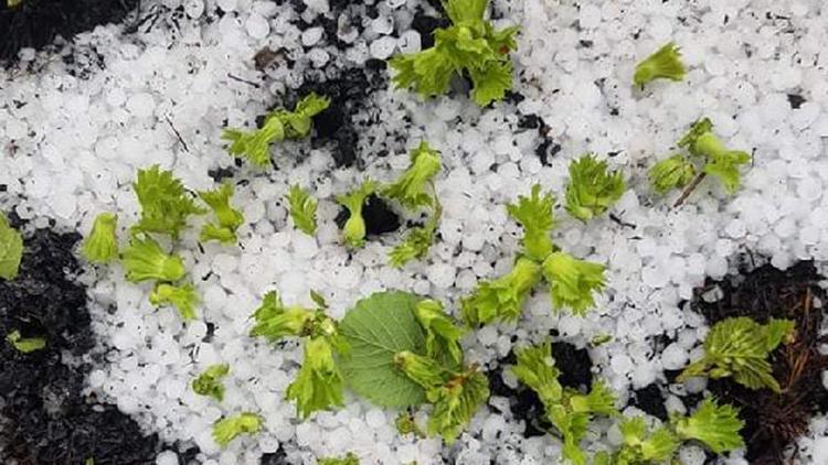 Ordu’da dolu fındık bahçelerini vurdu