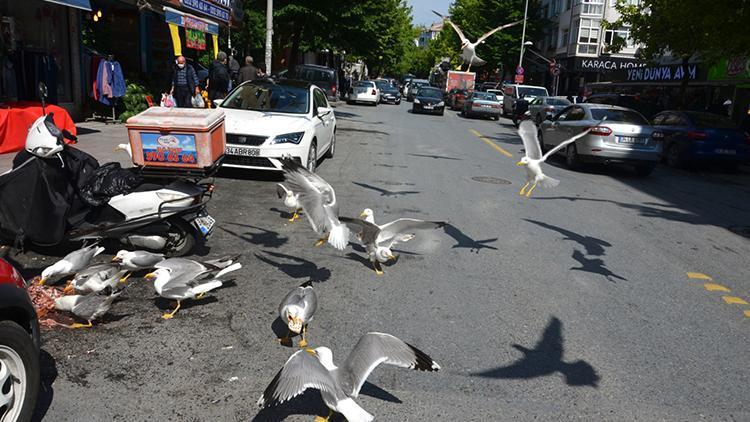 Avcılarda martıların caddede yiyecek kapma yarışı