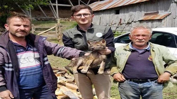 Çoban köpeklerinin yaraladığı yavru kurt, tedaviye alındı