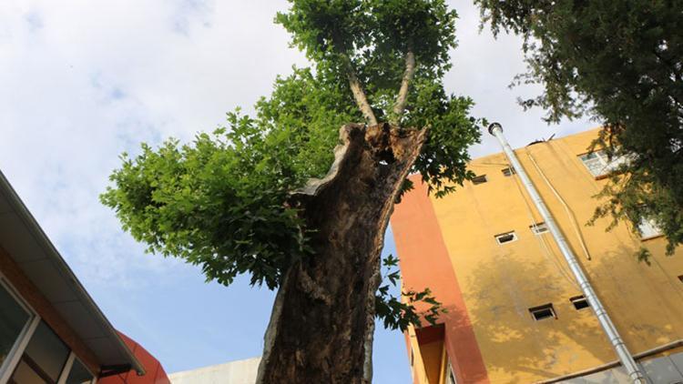 Çürüyünce kesilmesi planlanan 400 yıllık ağaç, bakımla yeniden yeşerdi