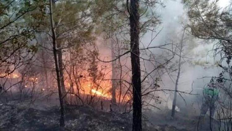 Serikte orman yangını