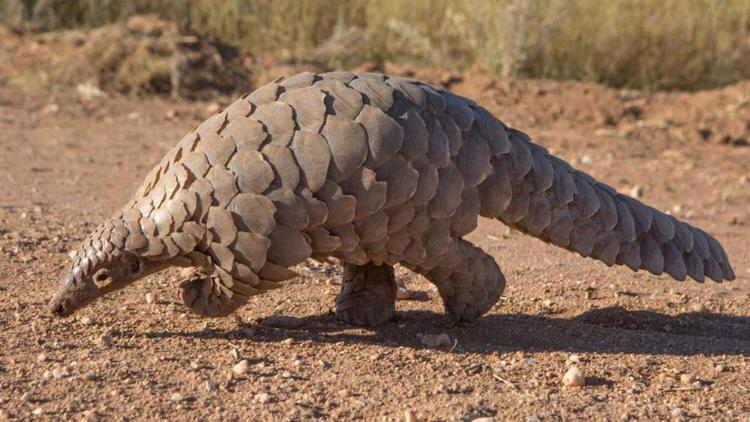 Pangolin pulları ilaçlarda artık kullanılamayacak