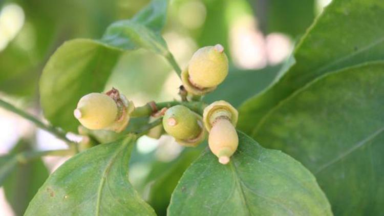 Uçkurutan hastalığı limonda rekolteyi düşürecek