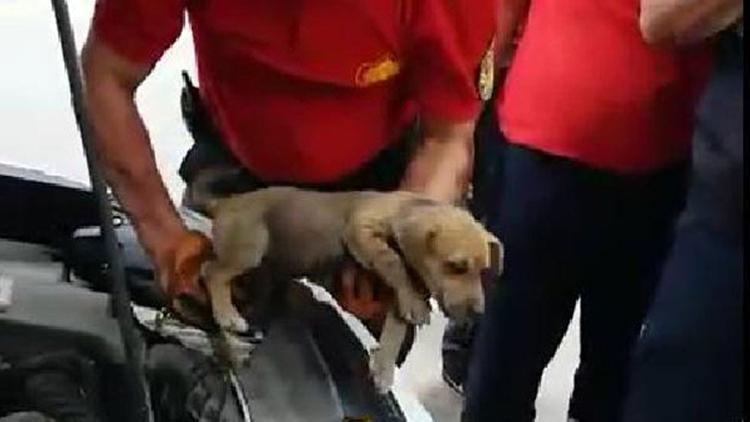 Otomobilin motor bölümünde sıkışan yavru köpeği itfaiye kurtardı
