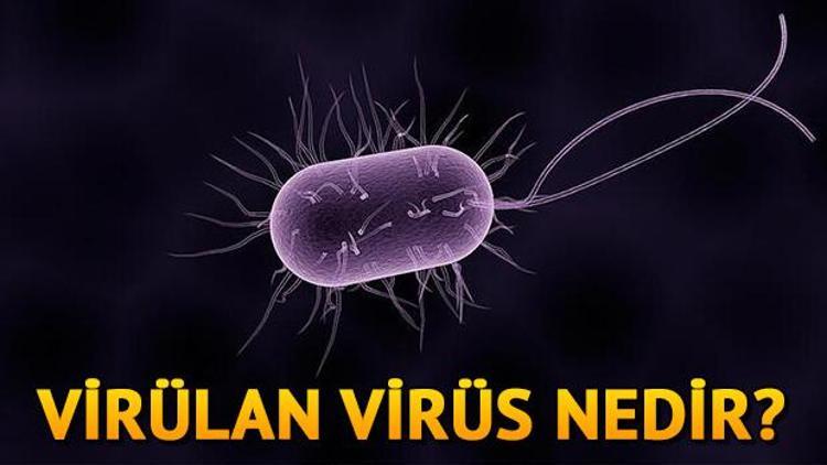 Virülans nedir ve ne demek İşte virülansın tıptaki kelime anlamı