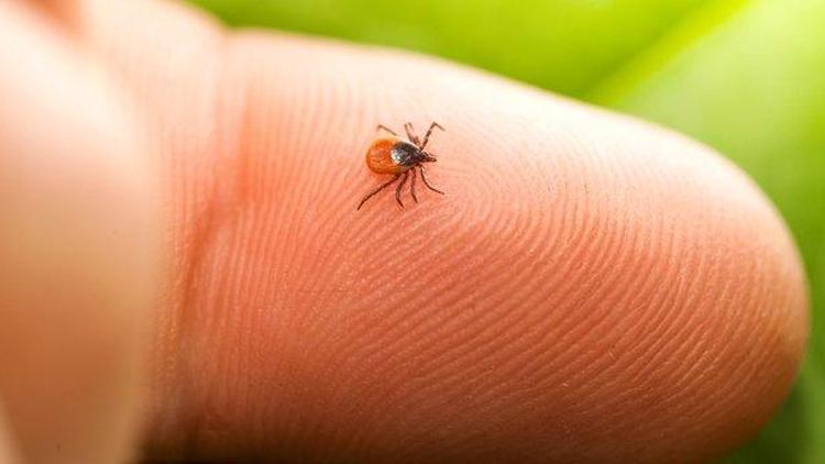 Sağlık Bakanlığı keneden ölenlerin sayısını açıkladı KKKA Bilim Kurulu toplantı yaptı