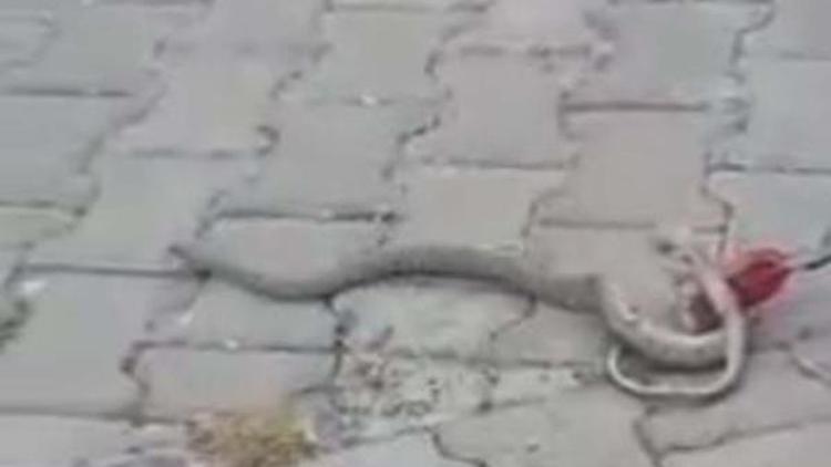 Adıyaman’da klima borusundaki yılanı itfaiye yakaladı
