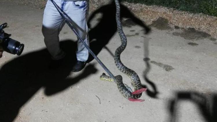 Kümeste yakalanan yılan doğal ortamına bırakıldı