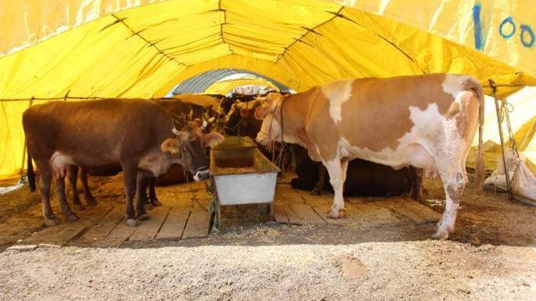 Çankayada kurban satış ve kesim alanı için başvurular başlıyor