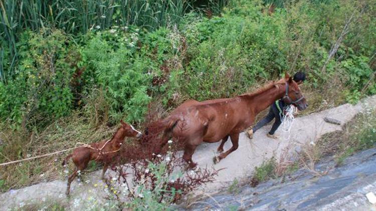 Eyüpsultanda dereye düşen anne at ve yavrusu kurtarıldı