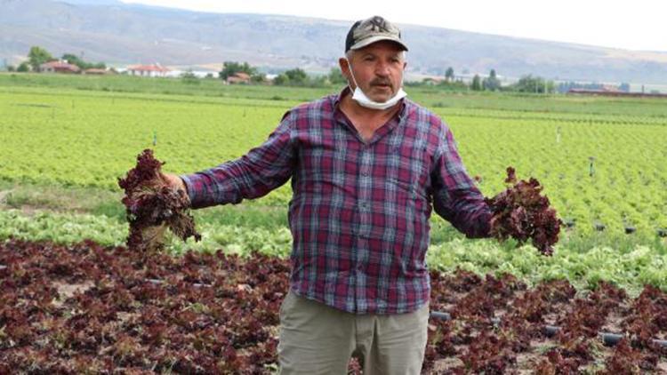 Eskişehirde tarladaki 1 milyon 200 bin marulu dolu vurdu