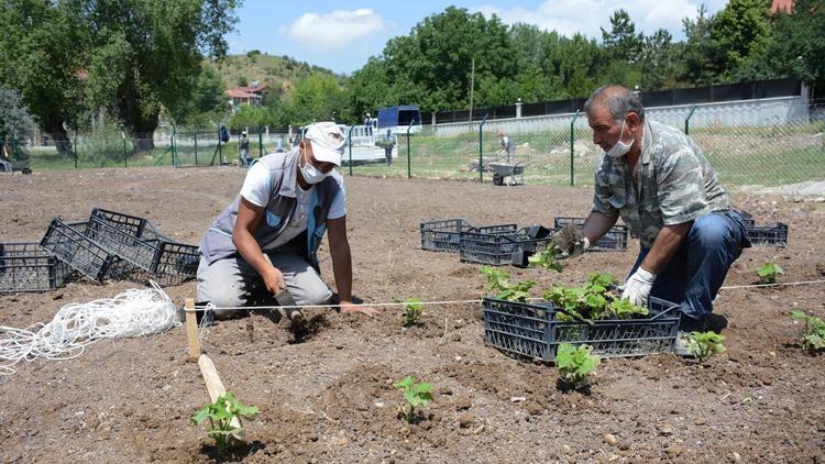 Bağlum’daki bostandan belediye tesislerine