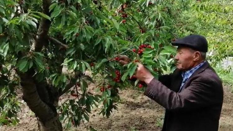 90 yaşındaki Abdullah dede, bahçesinde kiraz ve ceviz yetiştiriyor