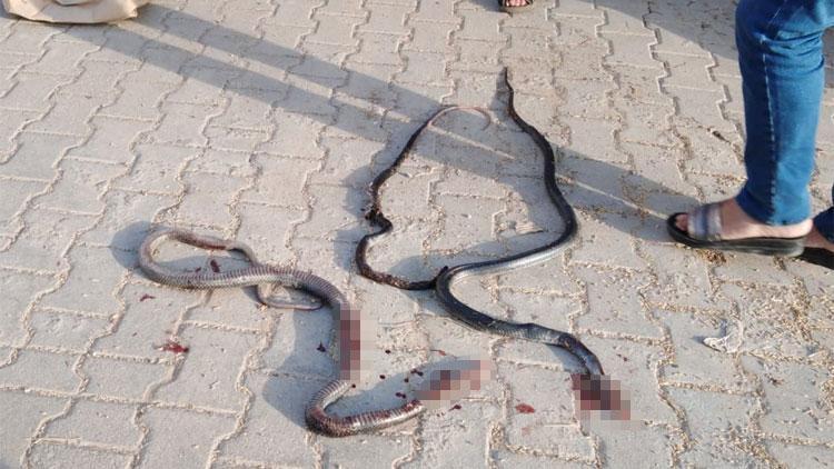 Öldürülen yılanlarla ile ilgili önemli uyarı