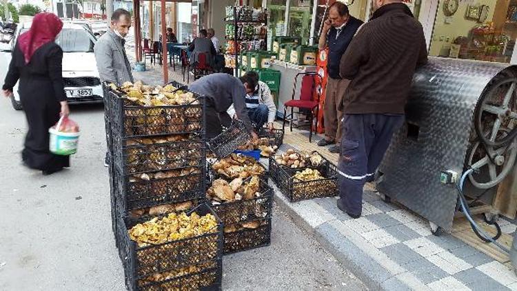 Keles halkı geçimini mantardan kazanıyor