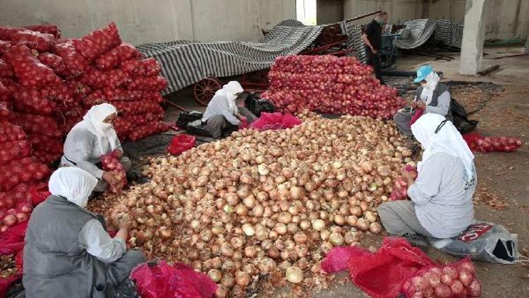 Nilüfer Belediyesi, Karacabeyli soğan üreticisine destek oldu