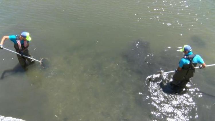 Küçükçekmece Gölü’nde kıyıya vuran balıklar toplanıyor