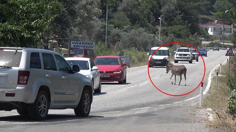 Marmariste trafikte başıboş eşek tehlikesi