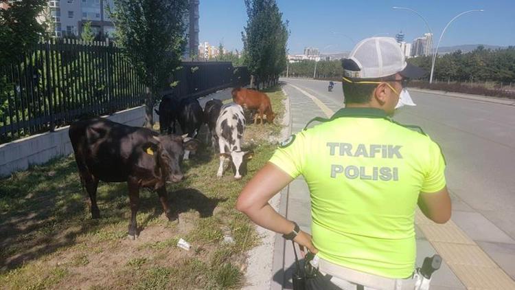 Sahipsiz hayvanların başında beklediler