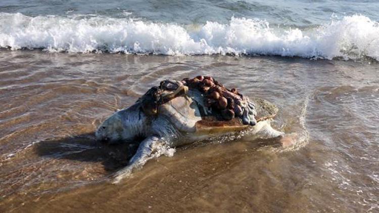 Ağzına ve yüzgecine poşet dolanan deniz kaplumbağasını vatandaşlar kurtardı