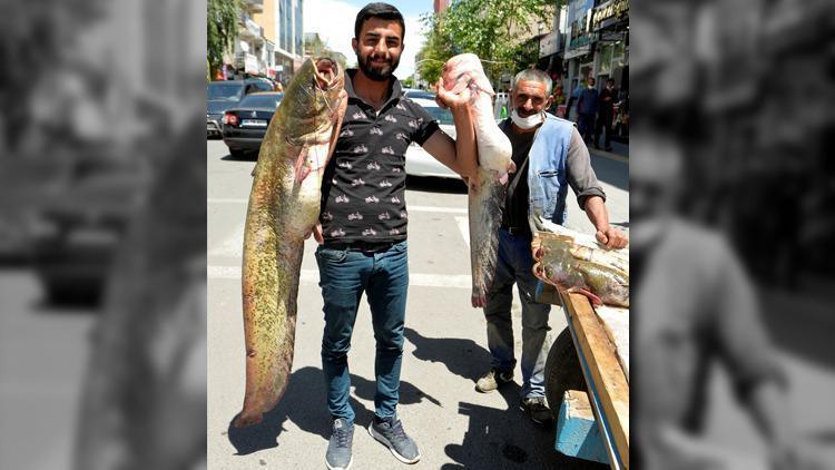 Ardahanda yakalanan bir metreyi aşkın yayın balıkları ilgi gördü