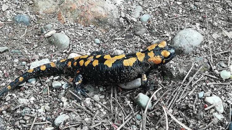 Amanoslarda sarı benekli semender görüntülendi