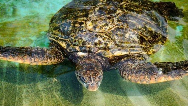 Caretta Caretta Ayşegül Nine sizi bekliyor