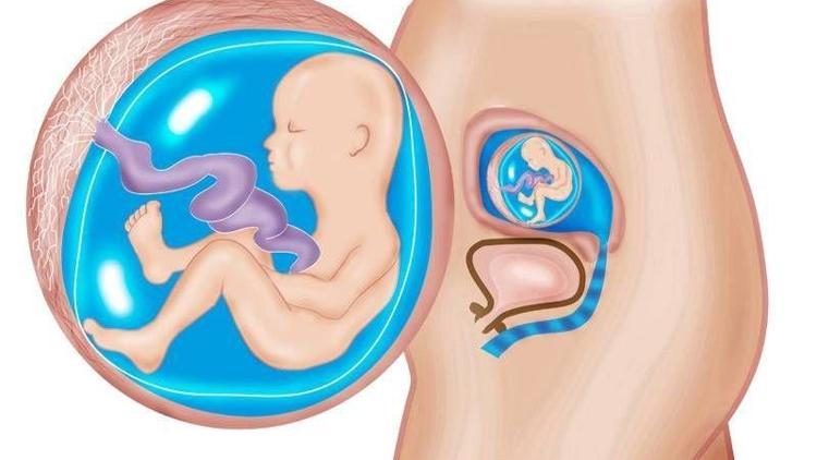 Hamilelikte 18. hafta