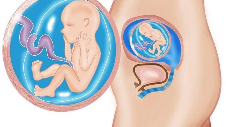 Hamilelikte 20. hafta
