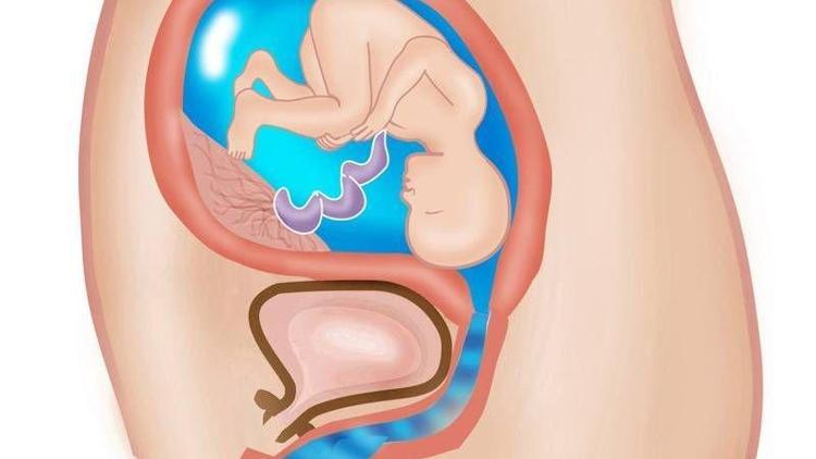 Hamilelikte 21. hafta