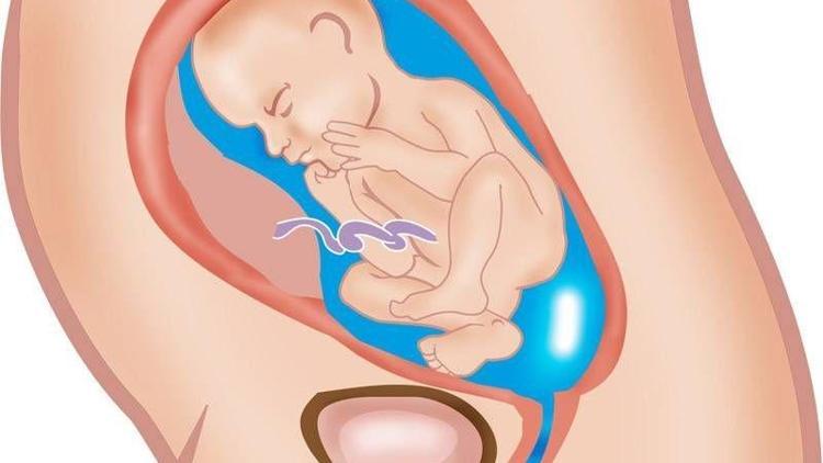 Hamilelikte 25. hafta