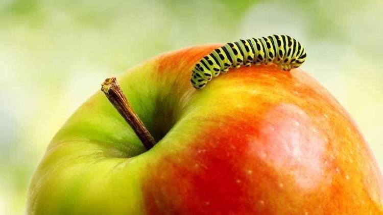 Canan Karatay: “Kurtlu elma yiyin”