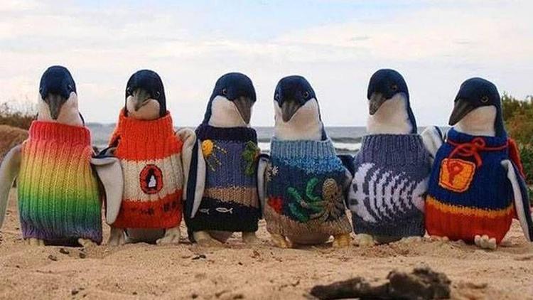 Yaralı penguenler için kazak örüyor