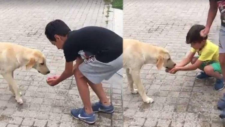Sokak köpeğine su içiren çocuklardan insanlık dersi