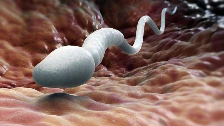 Erkeklerin korkulu rüyası: Sperm şekil bozuklukları