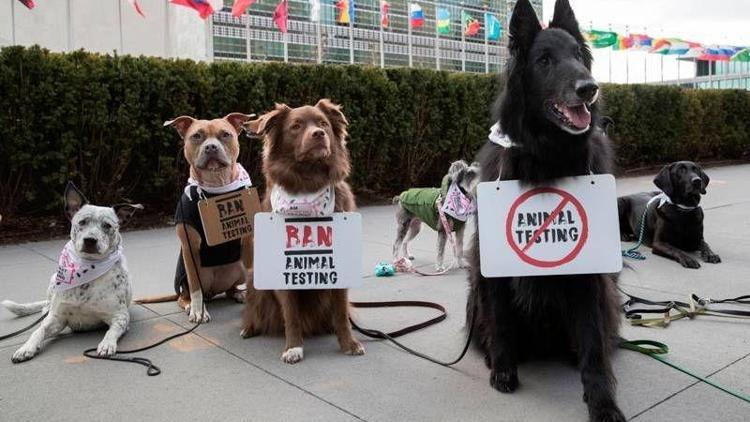 Hayvan deneylerini durdurmak için protesto ettiler