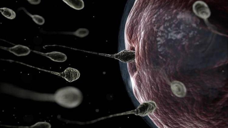 Embriyonun rahimde kabul göreceği en uygun gün