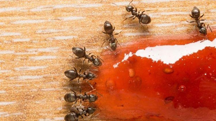 Doğal yöntemlerle karıncalardan kurtulun