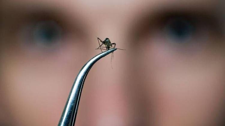 Sivrisinekleri evden uzak tutmanın yolları