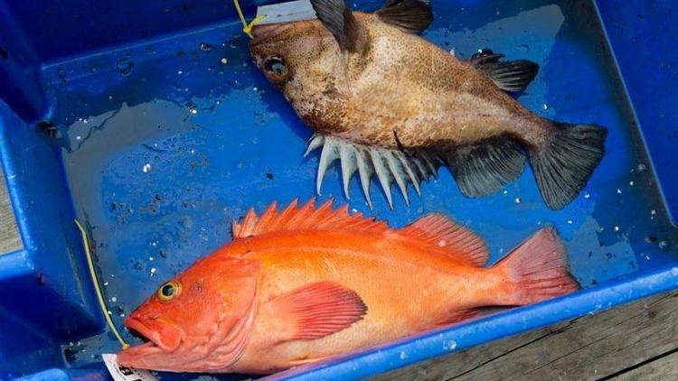 Karadeniz’deki iki balık türünde hastalık yapan parazit tespit edildi