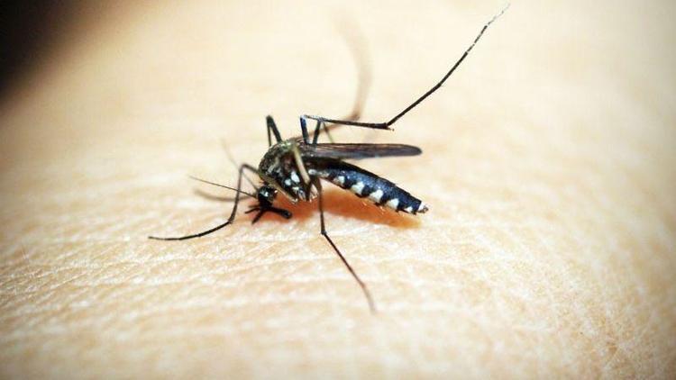 Bu yöntemle sivrisinekleri evinizden uzaklaştırın