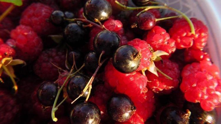 Kırmızı meyveler pankreas kanseri riskini azaltıyor