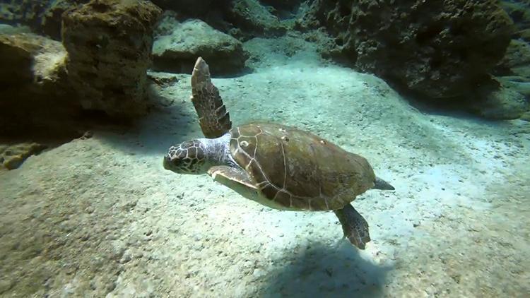 Caretta carettalar için kamu spotu