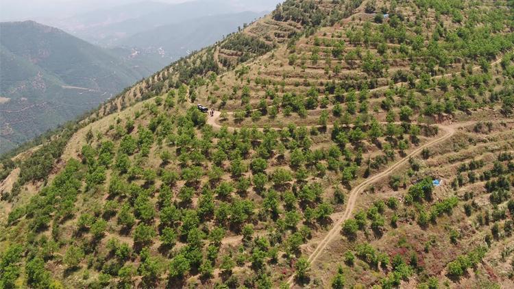 Köyler gelir getirici ağaç modeliyle kalkınıyor